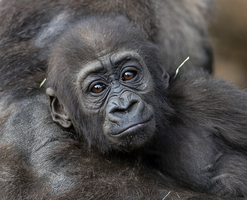 Gorilla San Diego Zoo Safari Park