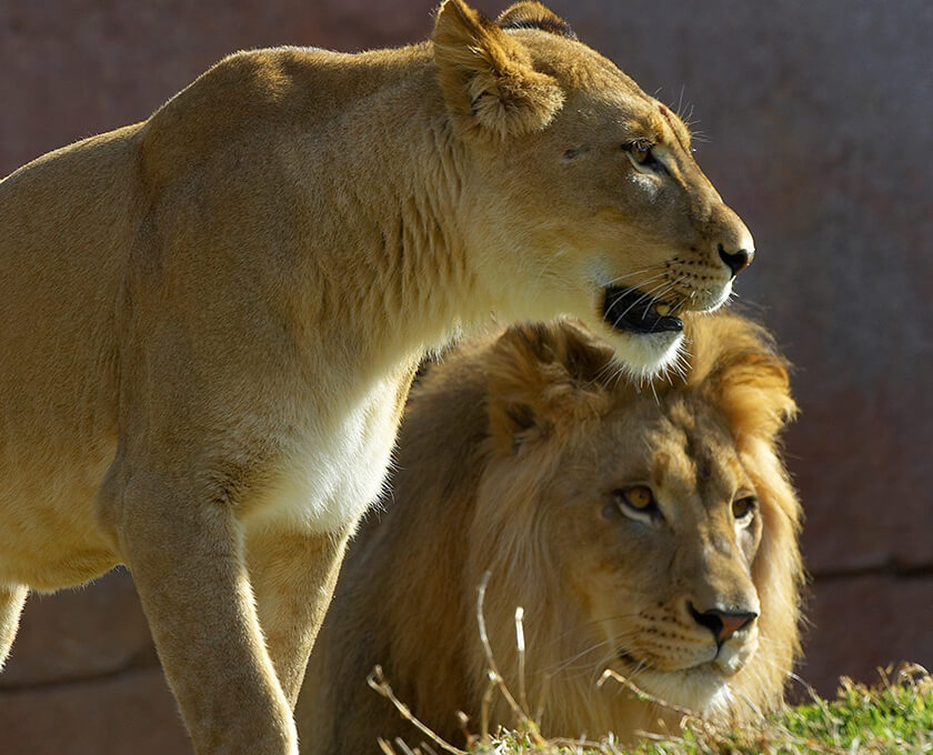 Lion San Diego Zoo Safari Park