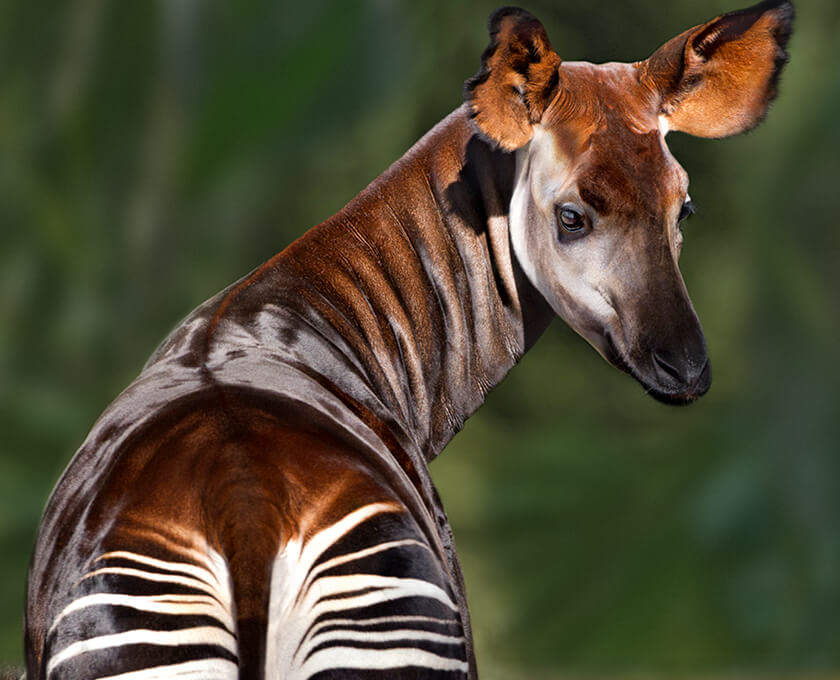 Okapi | San Diego Zoo Safari Park